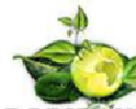 neo partner logo